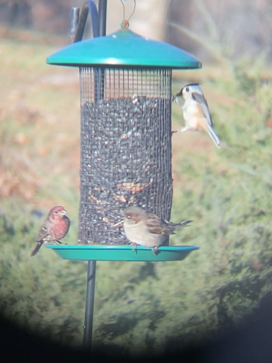 Tufted Titmouse - ML612678065