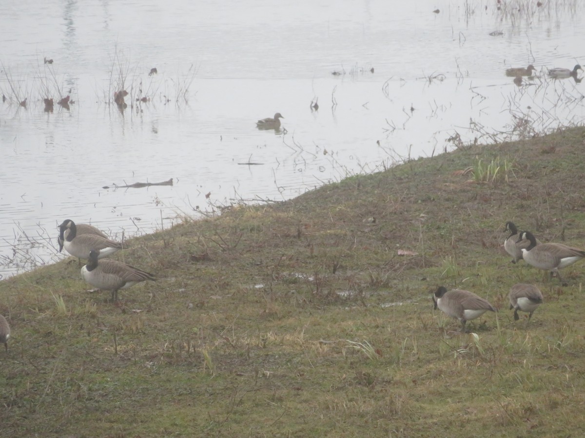 Canada Goose - ML612678066