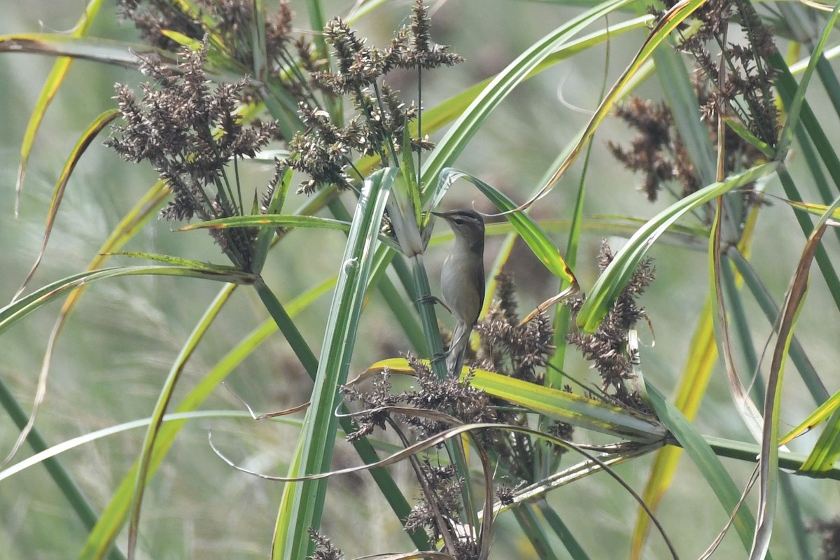 Black-browed Reed Warbler - ML612678071