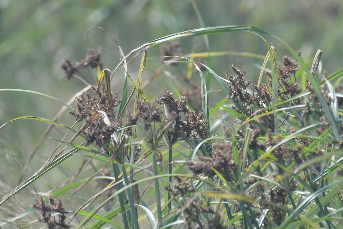 Baya Weaver - ML612678075