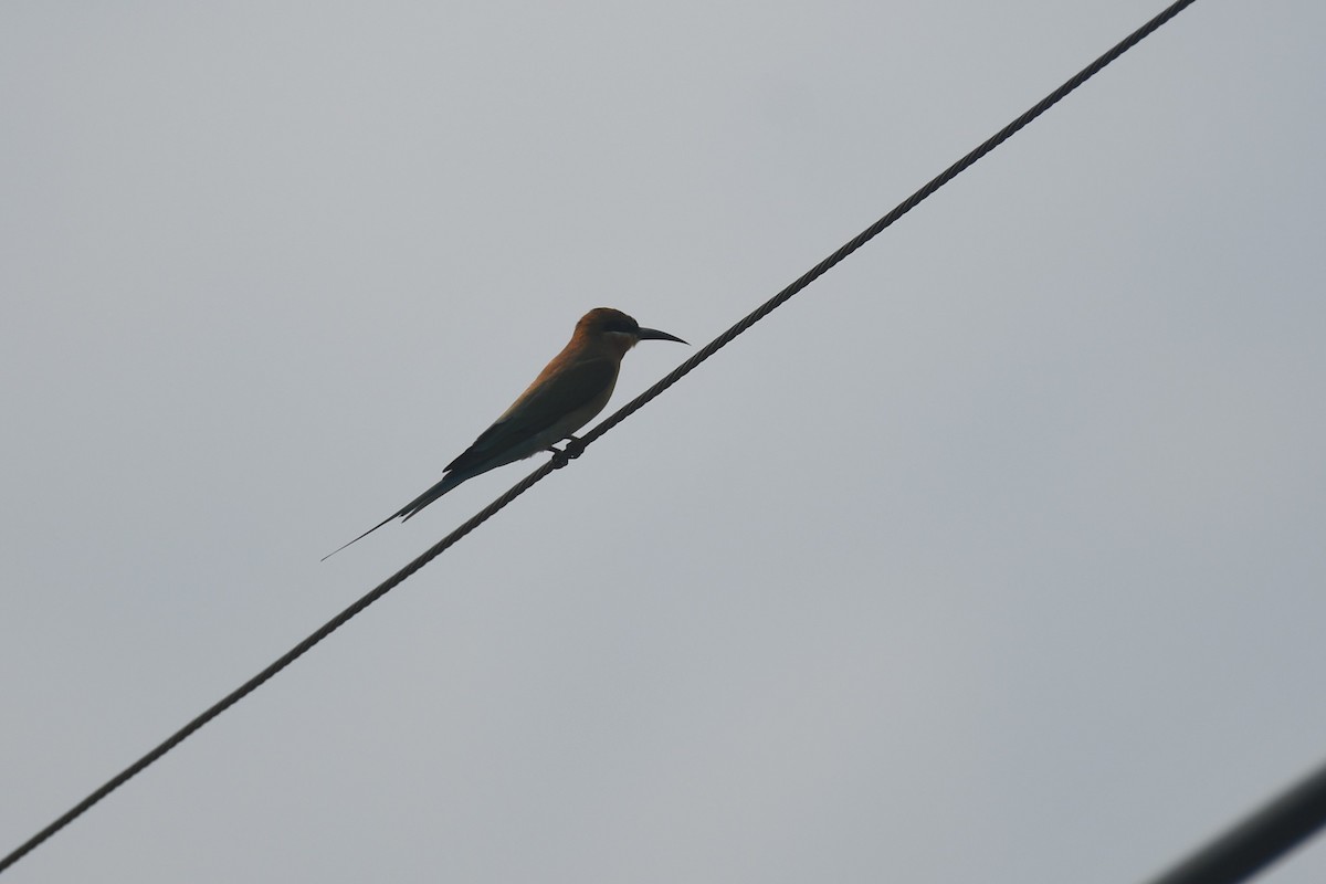 Blue-tailed Bee-eater - ML612678092