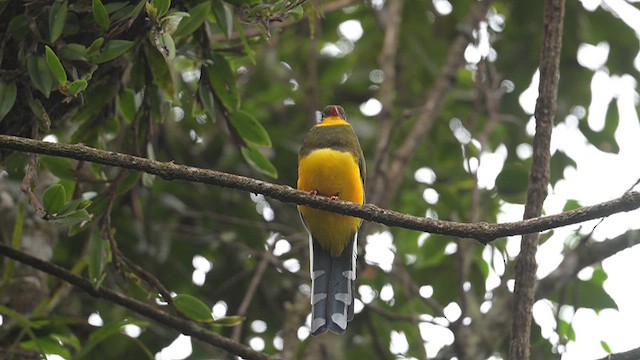 trogon sumaterský - ML612678095