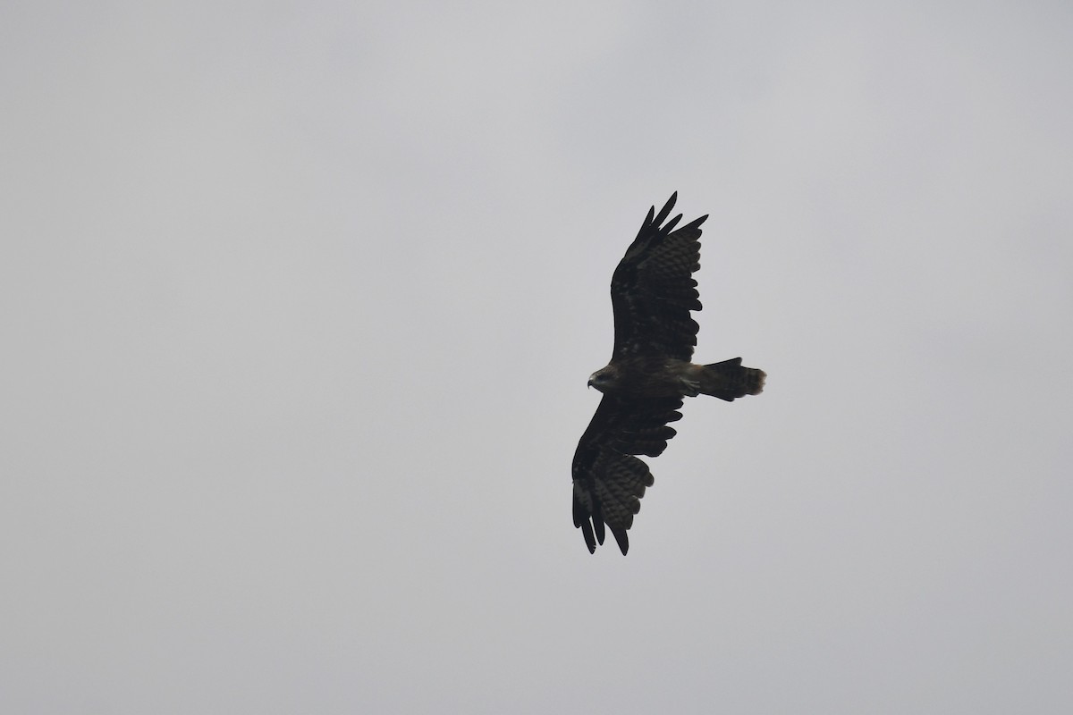 Black Kite (Black-eared) - ML612678098