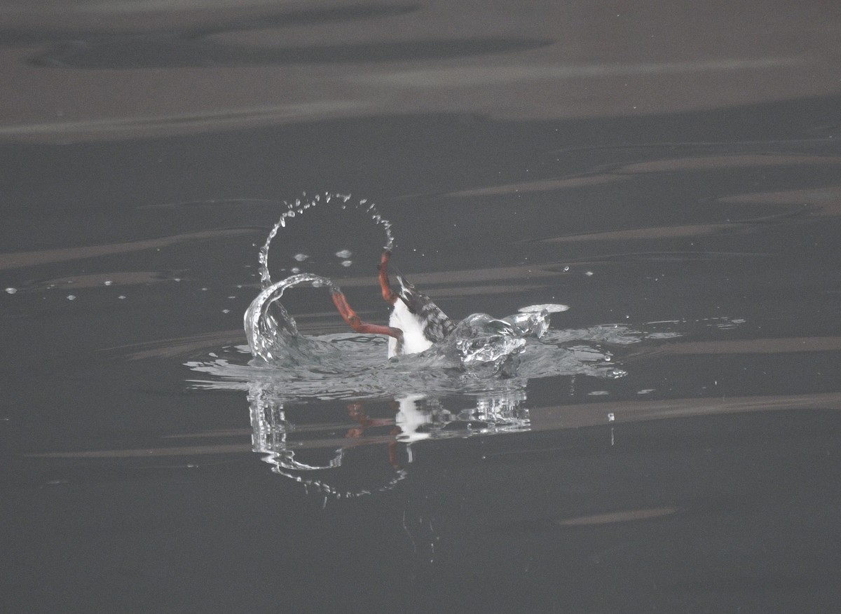 Black Guillemot - Claudia C