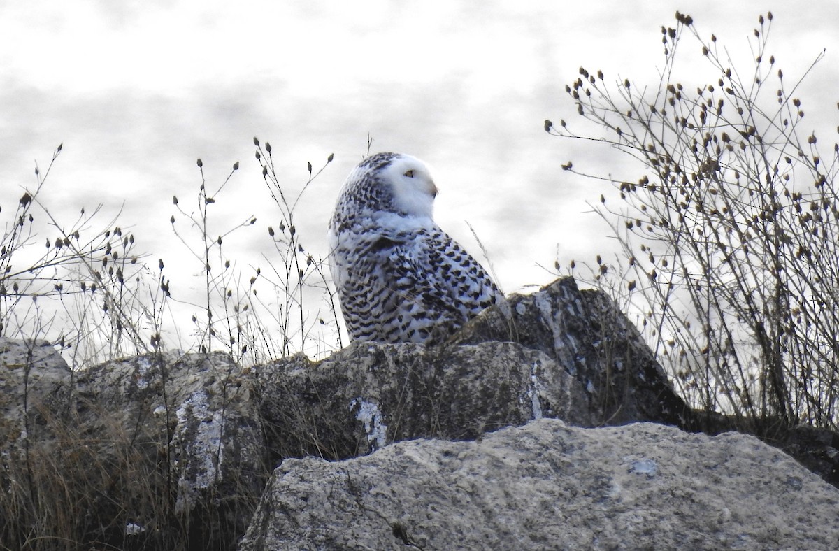 Snowy Owl - ML612678139
