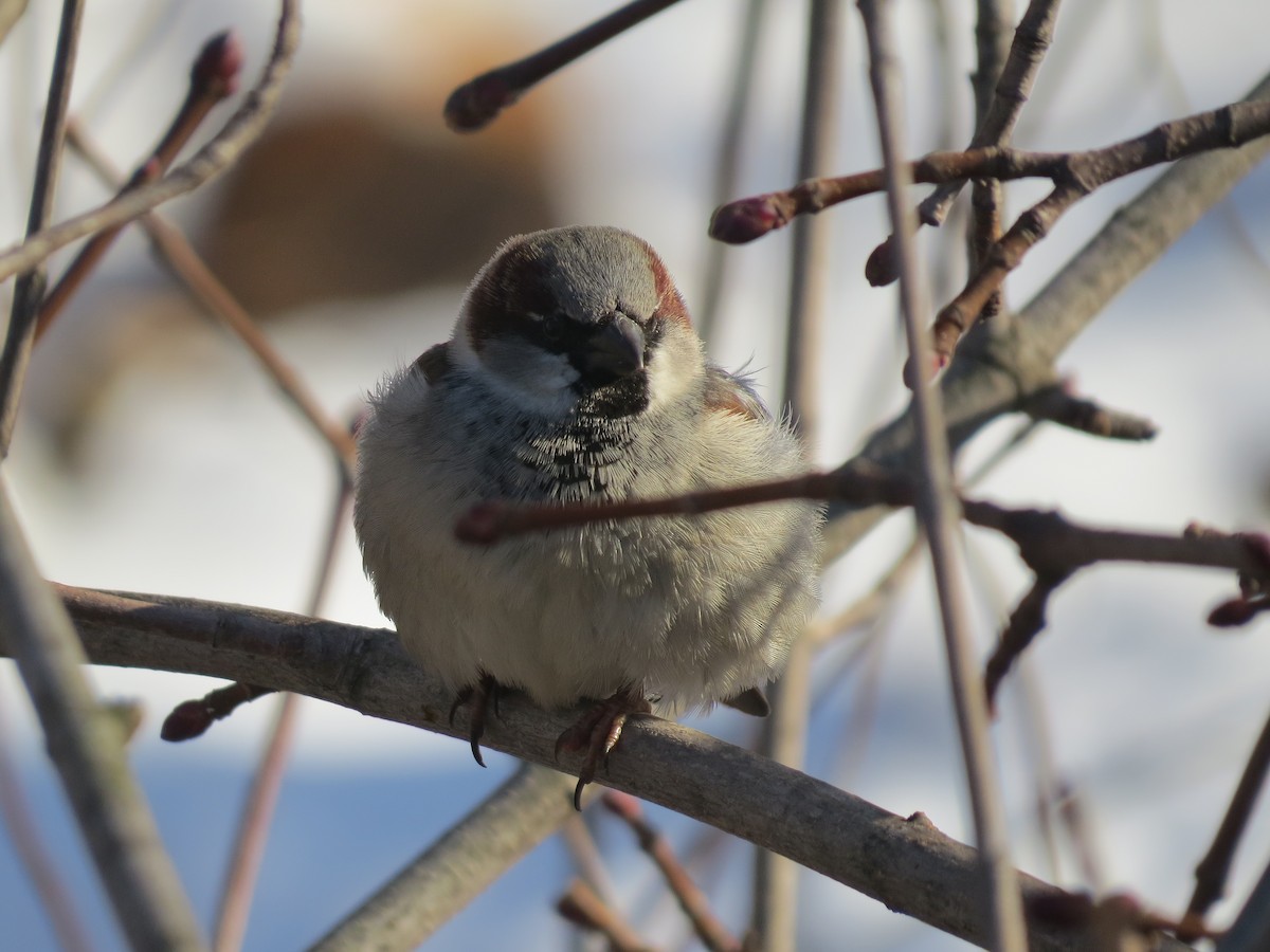 House Sparrow - ML612678151