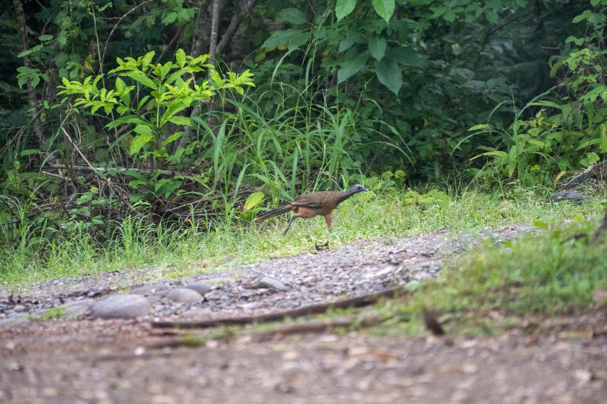 Plain Chachalaca - ML612678152