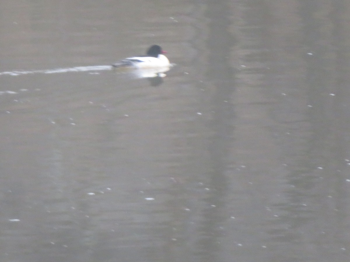 Common Merganser - William Kuk