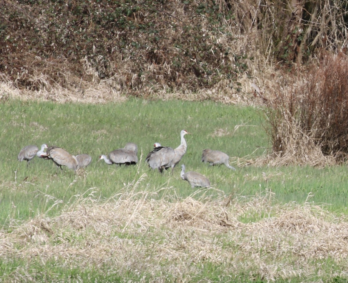 jeřáb kanadský - ML612678246