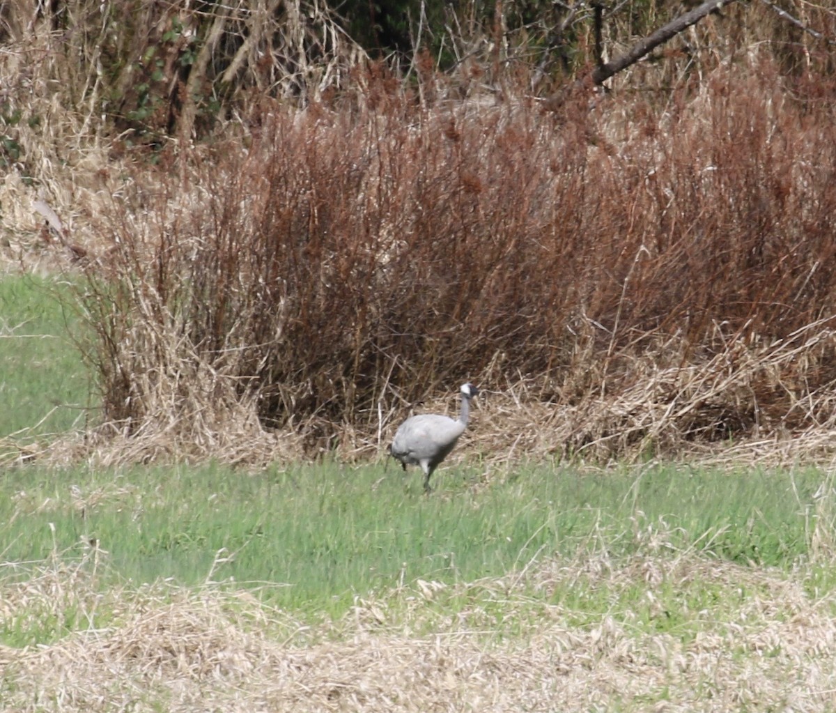 jeřáb popelavý - ML612678249