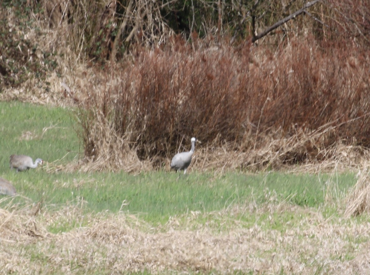 jeřáb popelavý - ML612678251