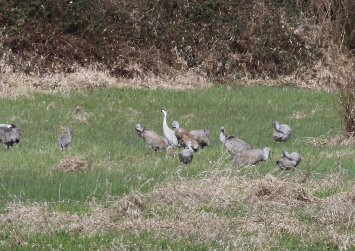 jeřáb popelavý - ML612678253