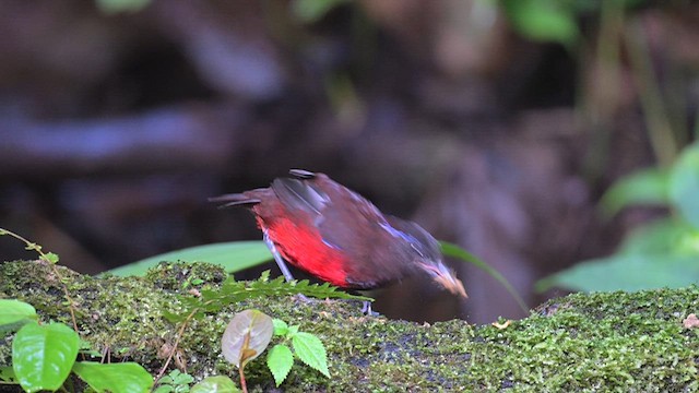 スマトラヤイロチョウ - ML612678272