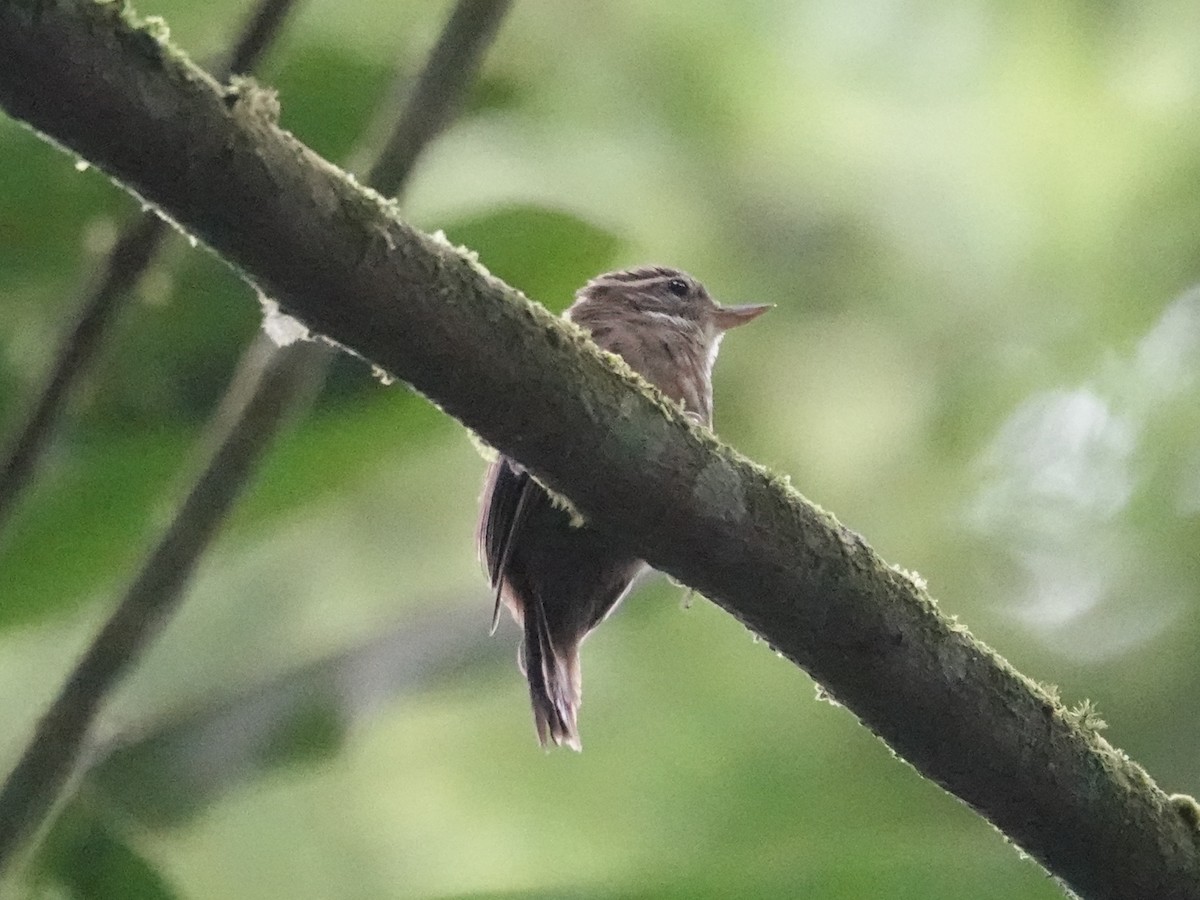 Plain Xenops (White-throated) - Barry Reed