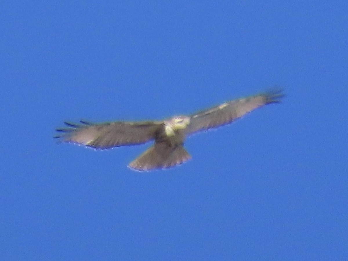 Red-tailed Hawk - ML612678383