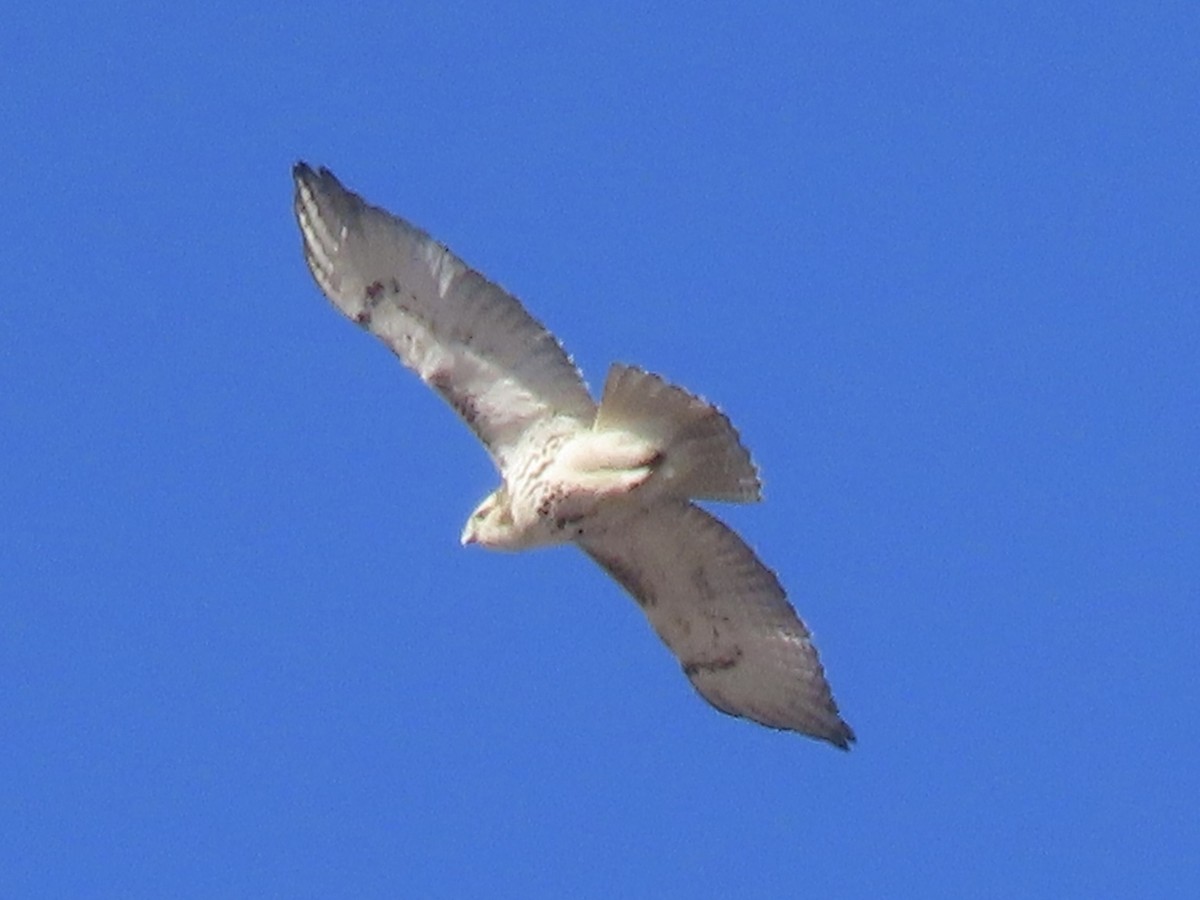 Red-tailed Hawk - ML612678384