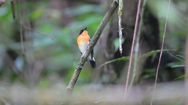 Rufous-chested Flycatcher - ML612678552