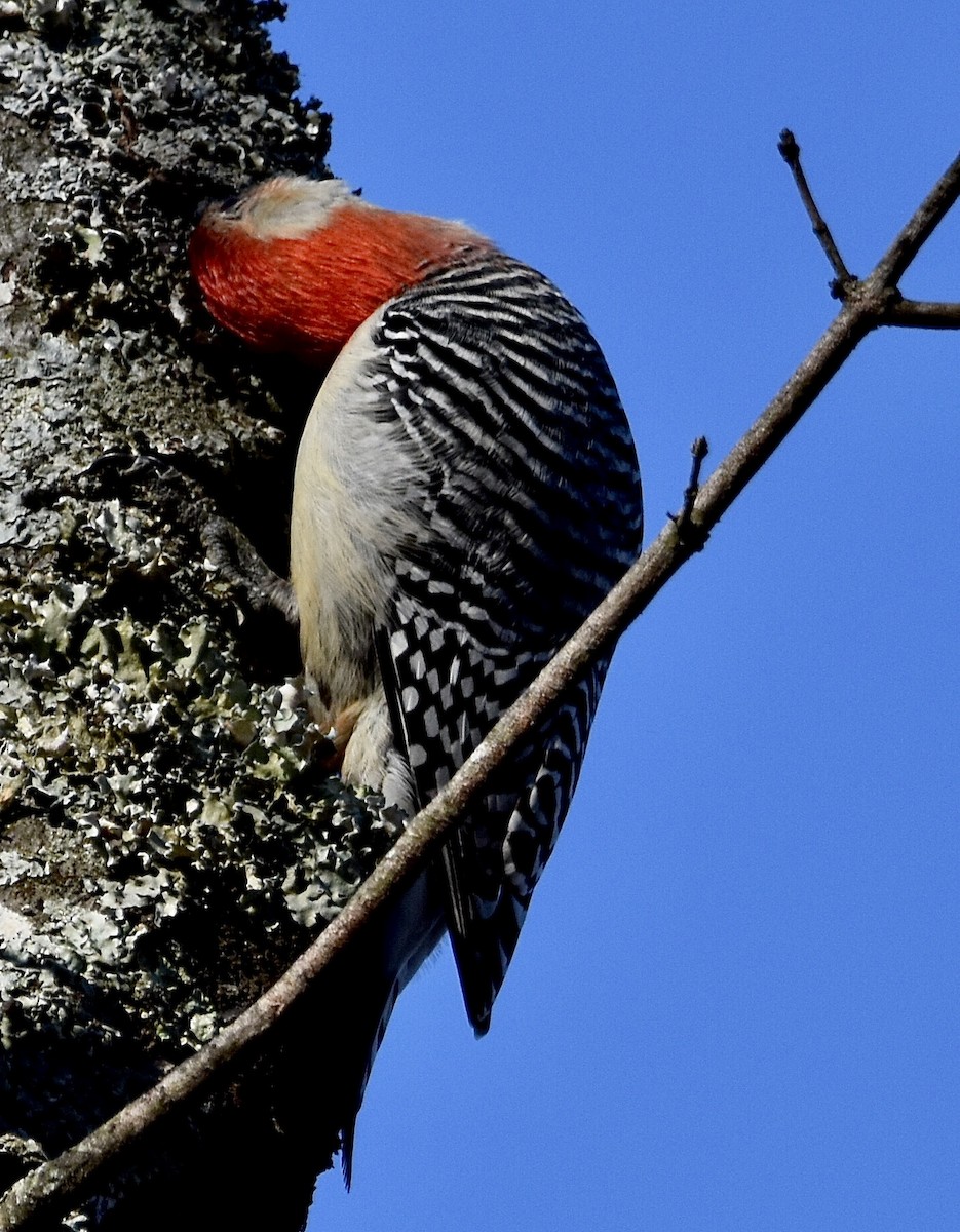 Red-bellied Woodpecker - ML612678656