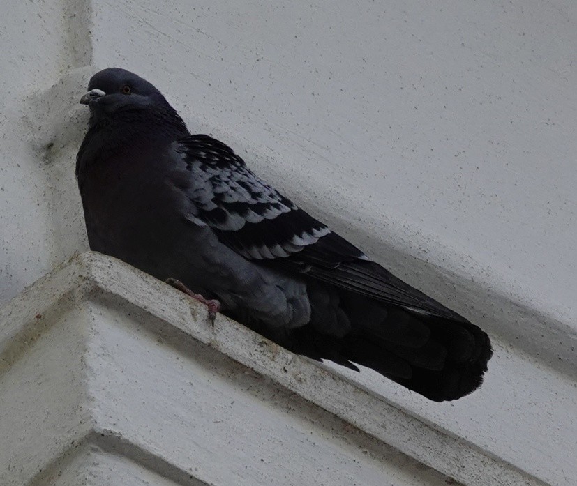 Pigeon biset (forme domestique) - ML612678670