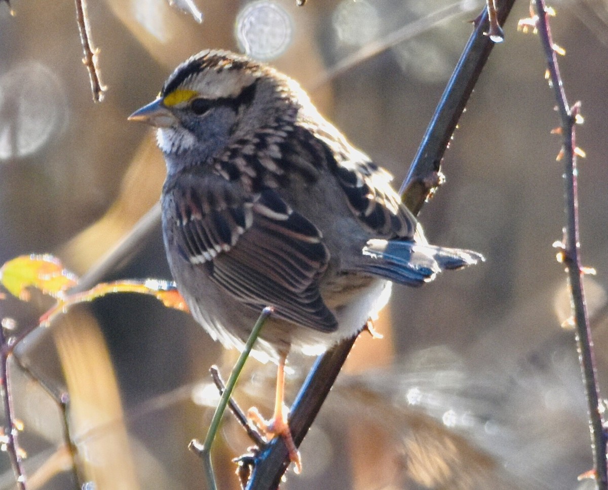 White-throated Sparrow - ML612678676