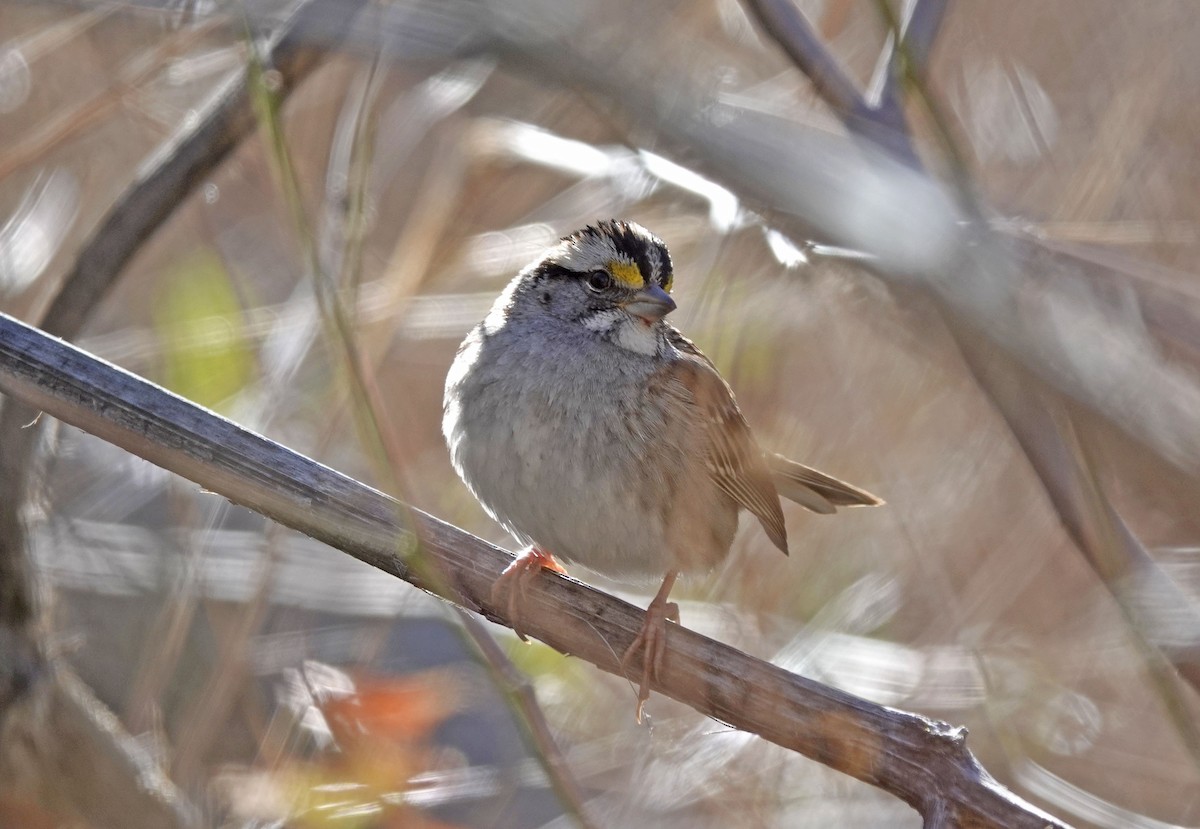 White-throated Sparrow - ML612678680