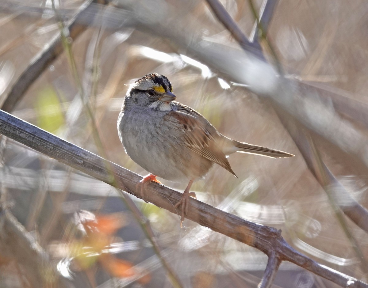White-throated Sparrow - ML612678681