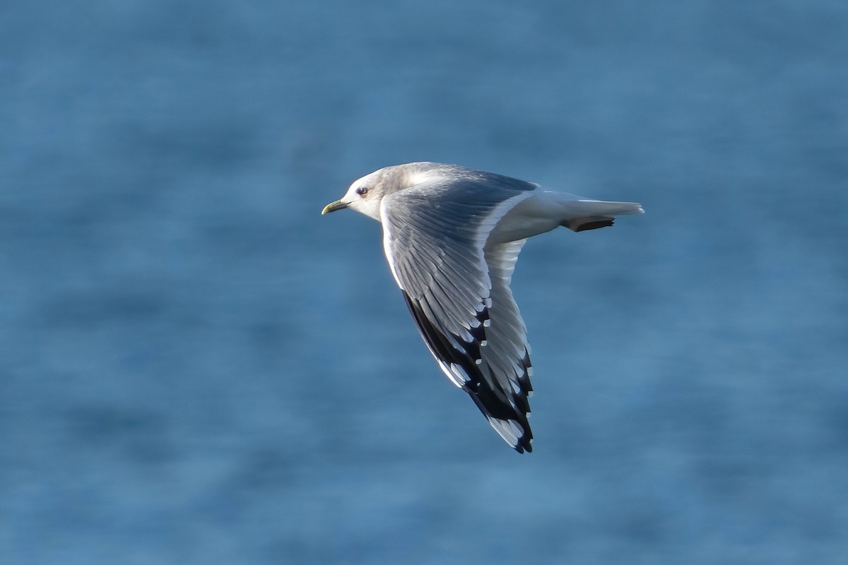 Short-billed Gull - ML612678818