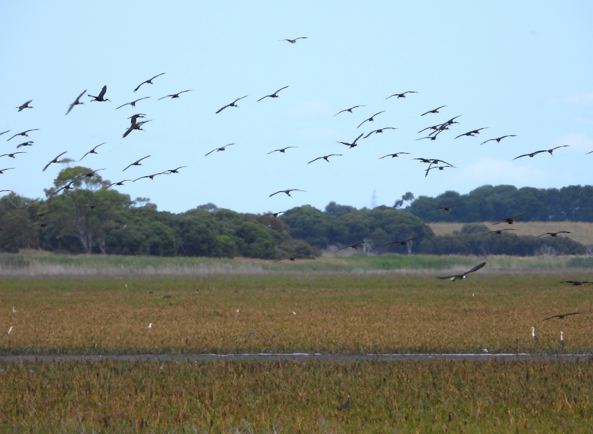 Glossy Ibis - ML612678822