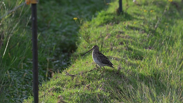 Noble Snipe - ML612678827