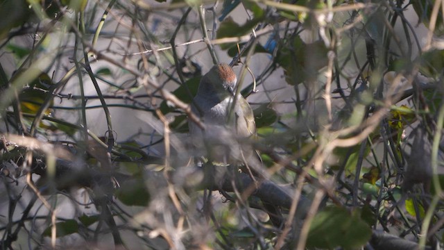 Tohi à queue verte - ML612678831