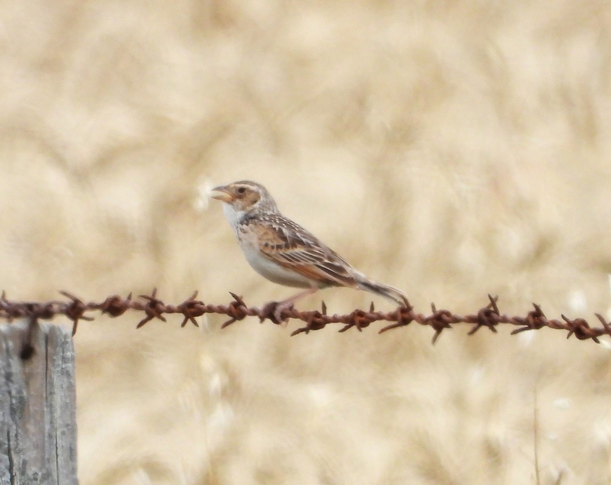 Singing Bushlark - ML612678842