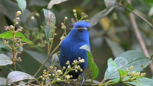 Blue-and-black Tanager - ML612678845