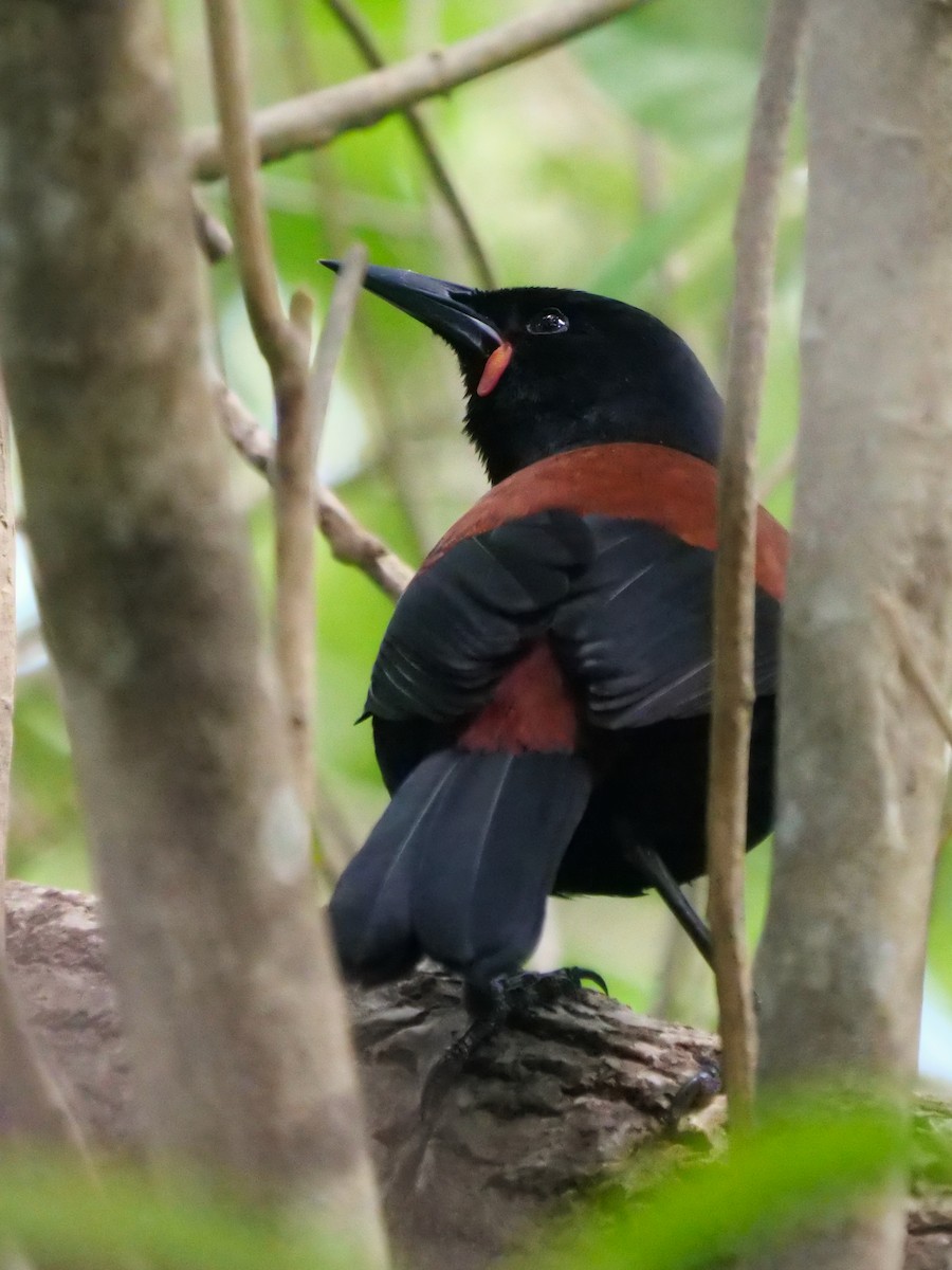 South Island Saddleback - ML612678853