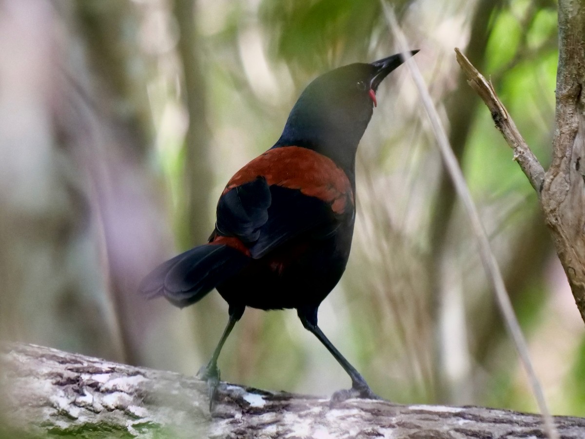 South Island Saddleback - ML612678857