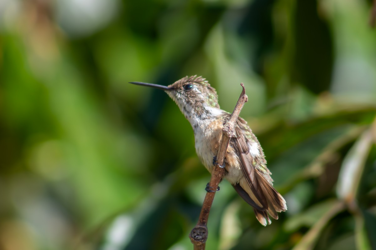 Colibrí Amatista - ML612679016