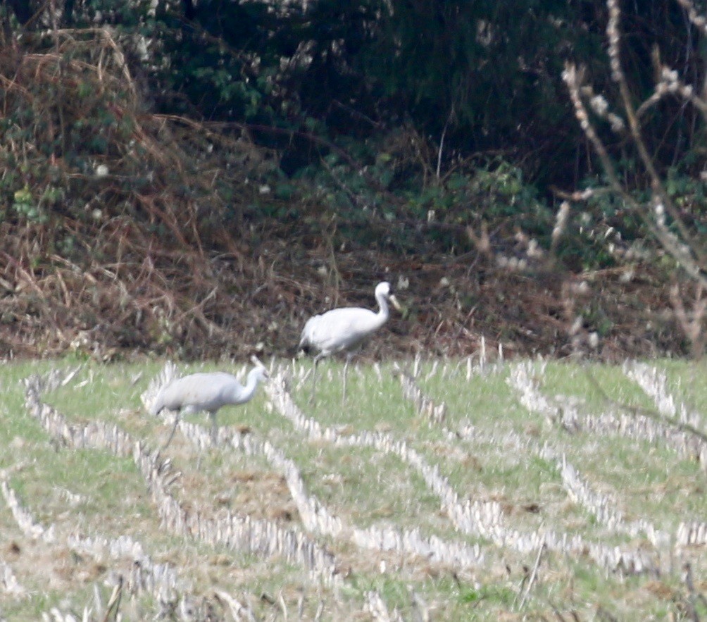 jeřáb popelavý - ML612679020