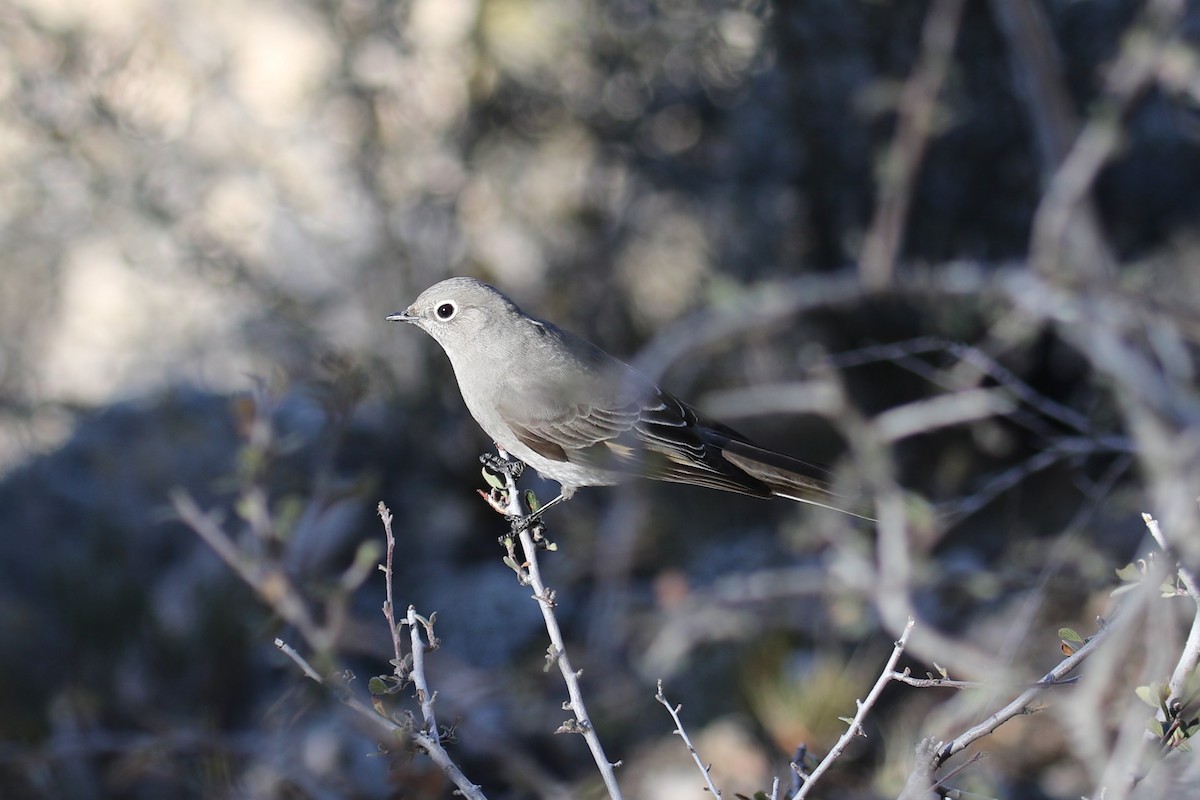 Townsend's Solitaire - Jeremy Nance
