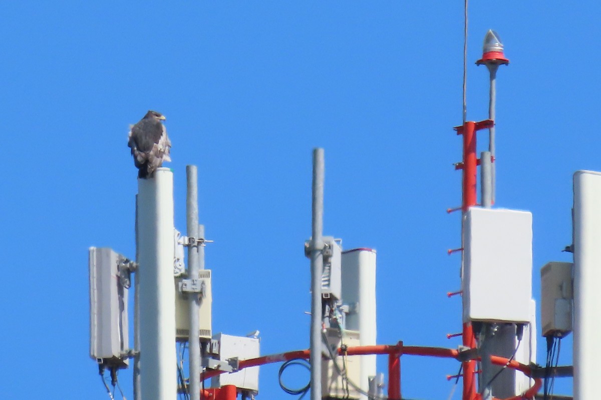 Black-chested Buzzard-Eagle - ML612679028