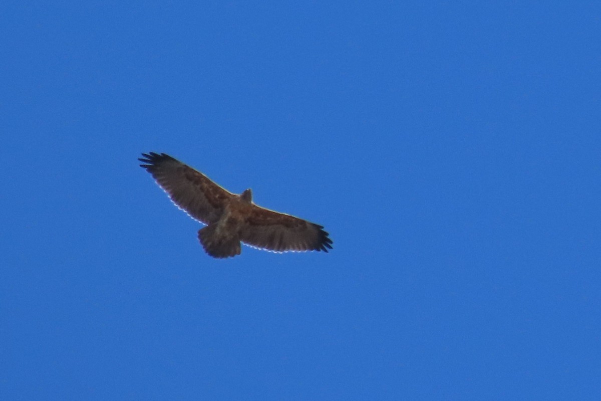 Black-chested Buzzard-Eagle - ML612679056