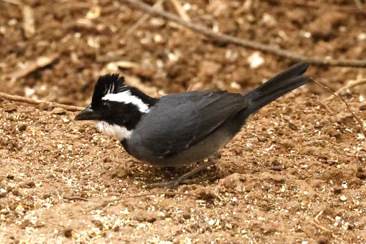 Black-capped Sparrow (Black-capped) - ML612679063