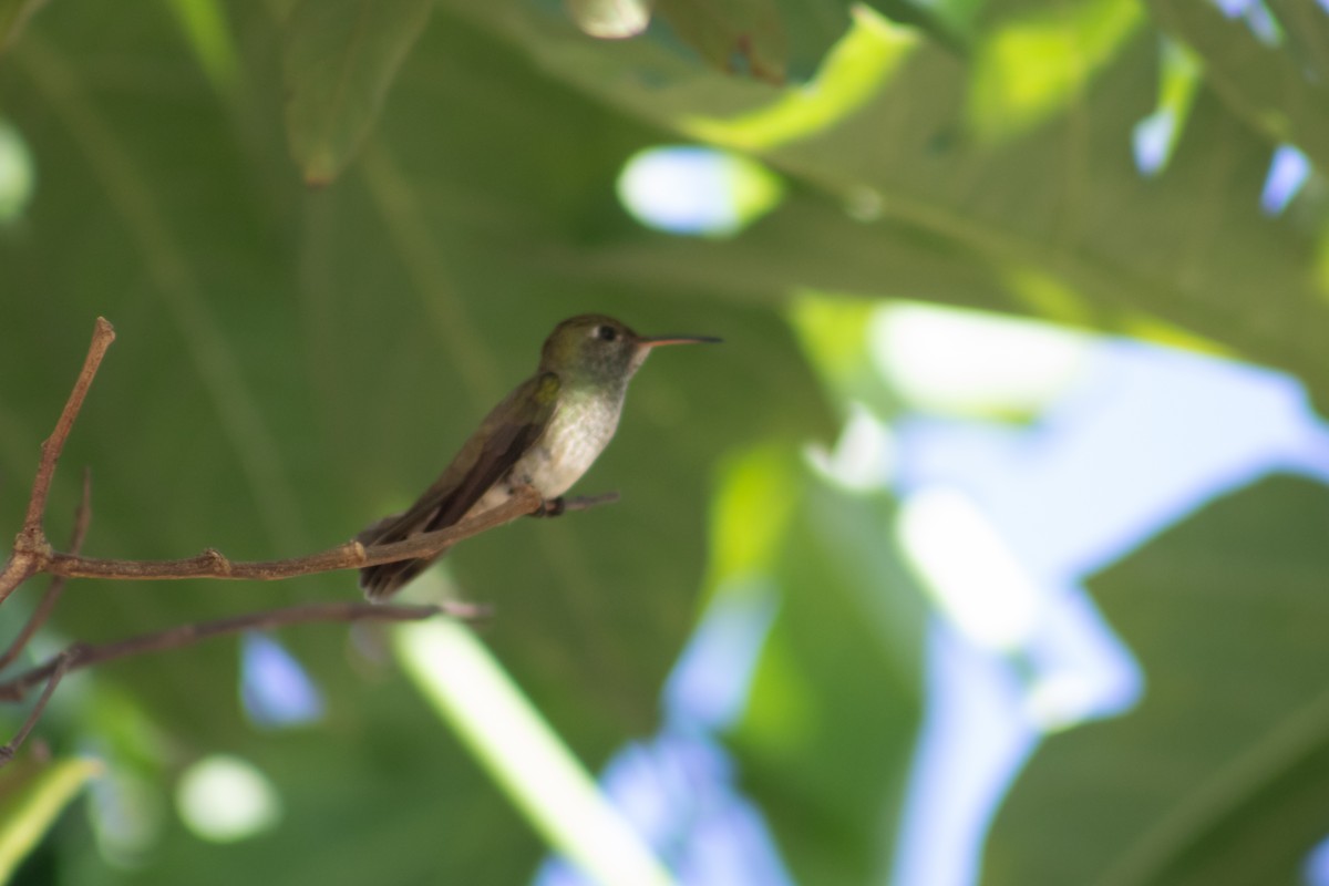 tupikolibri - ML612679082