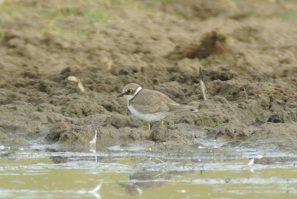 Little Ringed Plover - ML612679101