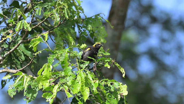 Oriole à épaulettes - ML612679130