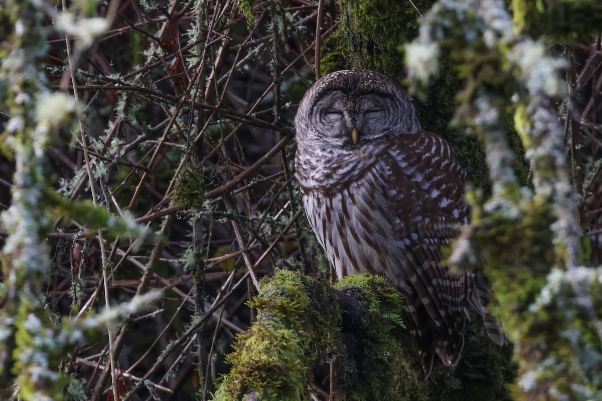 Barred Owl - Jen Sanford