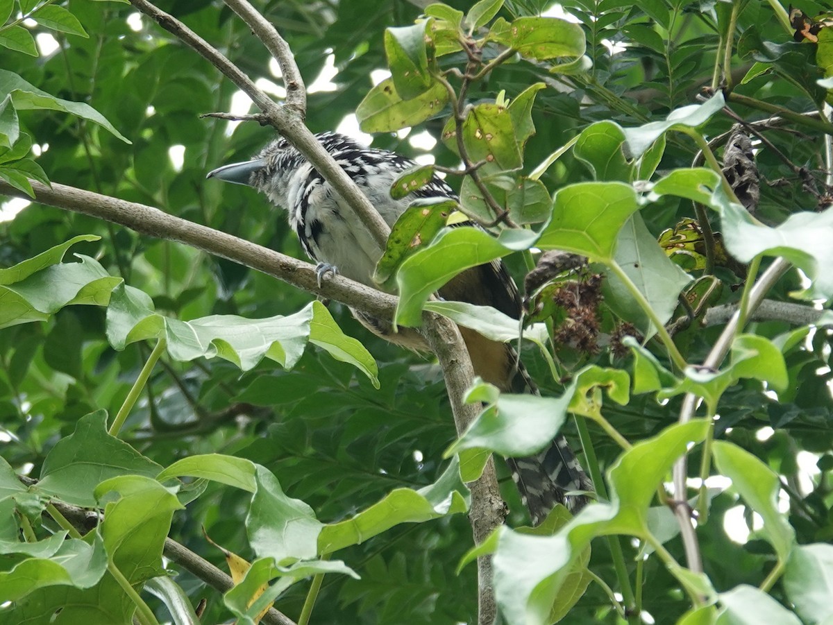 Spot-backed Antshrike - ML612679160