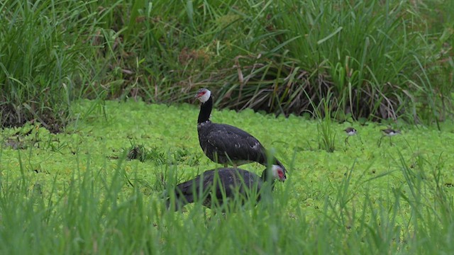 Weißwangen-Wehrvogel - ML612679167