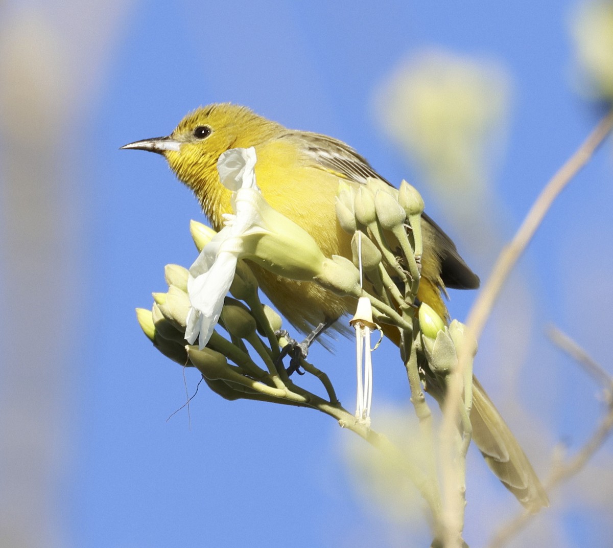 Hooded Oriole - Adam Dudley