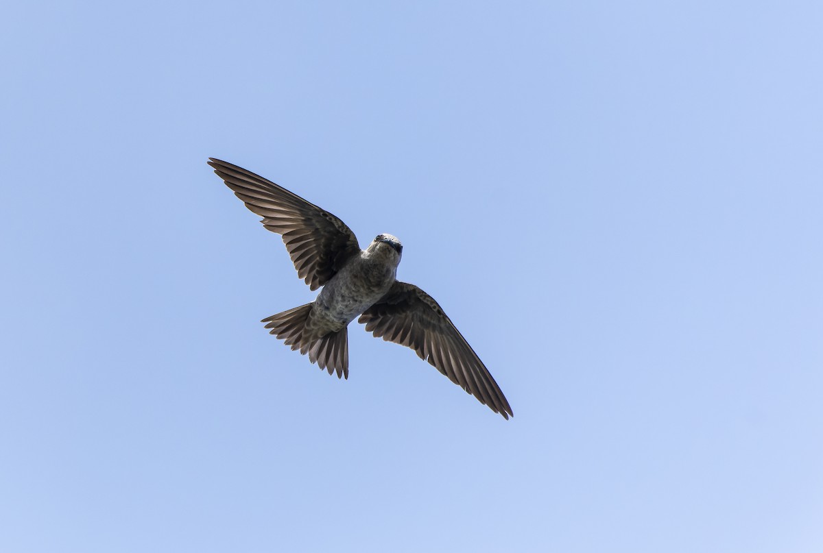 Peruvian Martin - David F. Belmonte