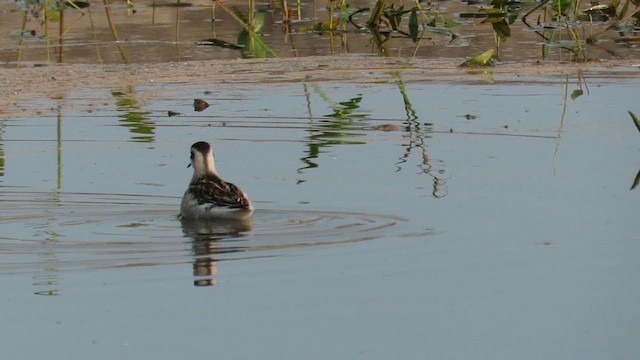 Red-necked Phalarope - ML612679307