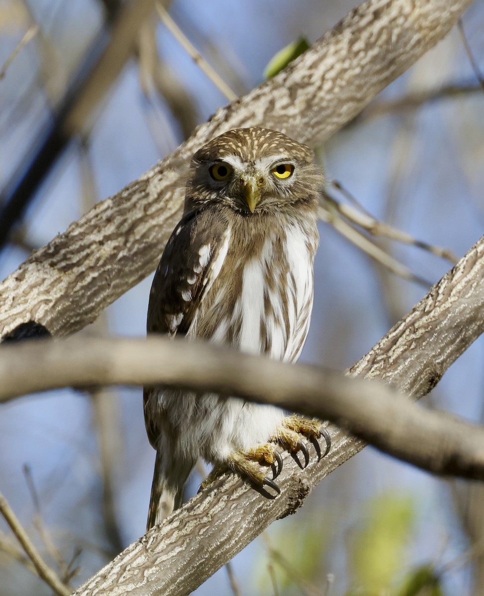 Ferruginous Pygmy-Owl - Adam Dudley